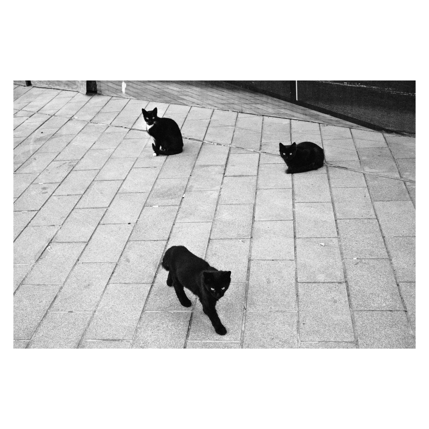 Three Black Cats