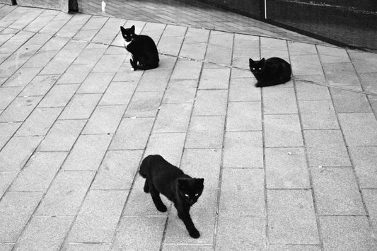 Three Black Cats
